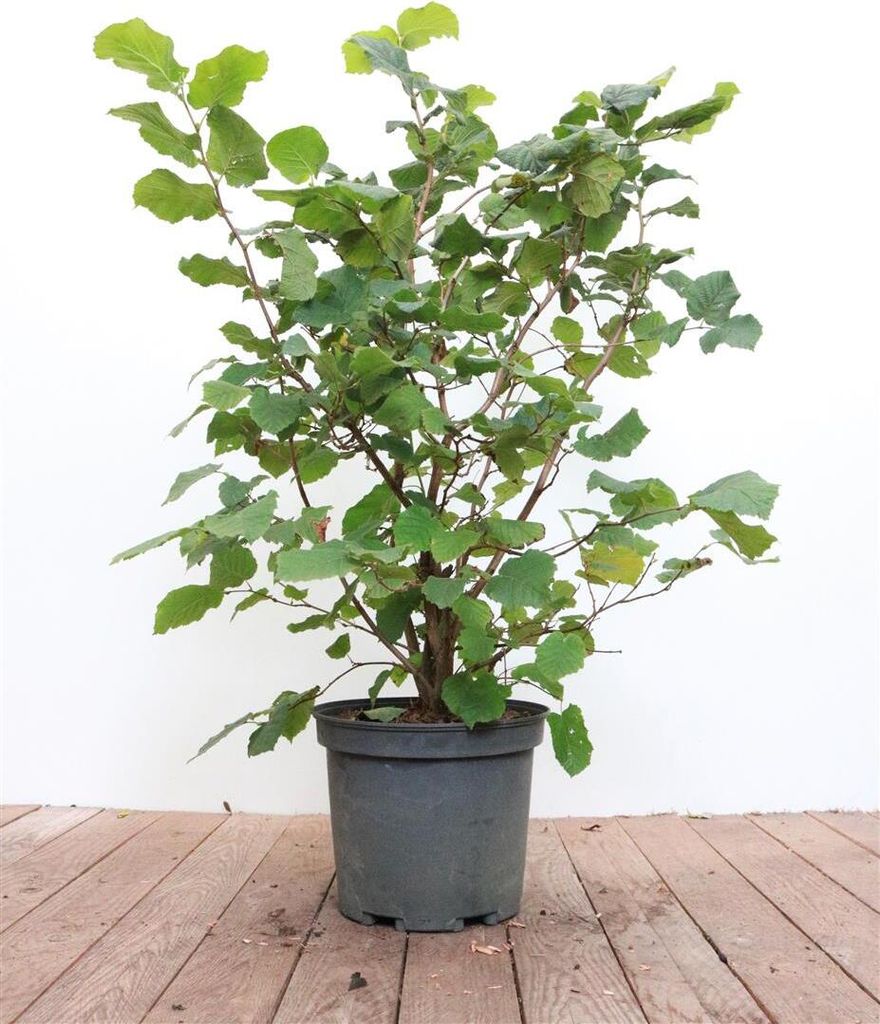 Haselnuss 40-60 cm, im Topf - Corylus avellana Produktbild 