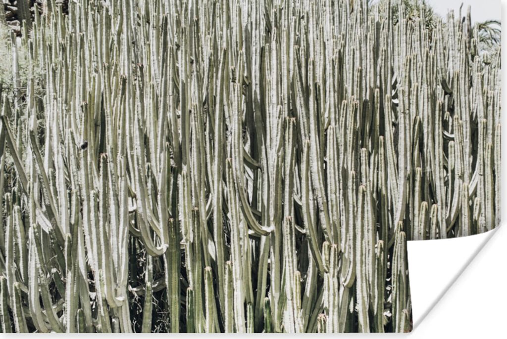 MuchoWow Poster Kaktus - Natur - Sukkulenten 120x80 cm - Bilder