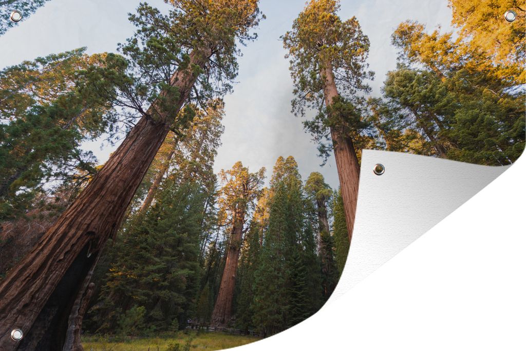 MuchoWow 90x60 cm Outdoor-Poster Gartendeko Sichtschutz Garten Poster für den Garten Riesenmammutbäume im Sequoia National Park in den Vereini...