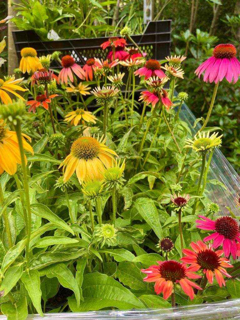 6 x Echinacea purpurea 'Cheyenne Spirit' - Sonnenhut - Topf Produktbild 