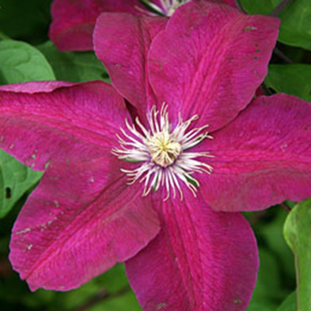 Clematis Hagley Hybrid - Clematis Rood Obrázok produktu 