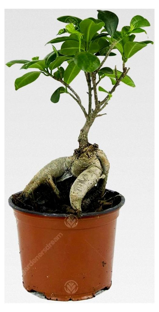 Ficus Ginseng Bonsaibaum lebende Innenraumdekoration im 12cm Topf