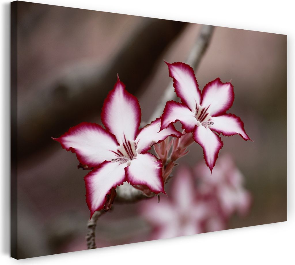 Leinwandbild (100x70cm): Blumenbilder Blumenfotos Blüte mit weiß und weinroten Blättern, echter Holz-Keilrahmen inkl. Aufhänger, handgefertigt ...