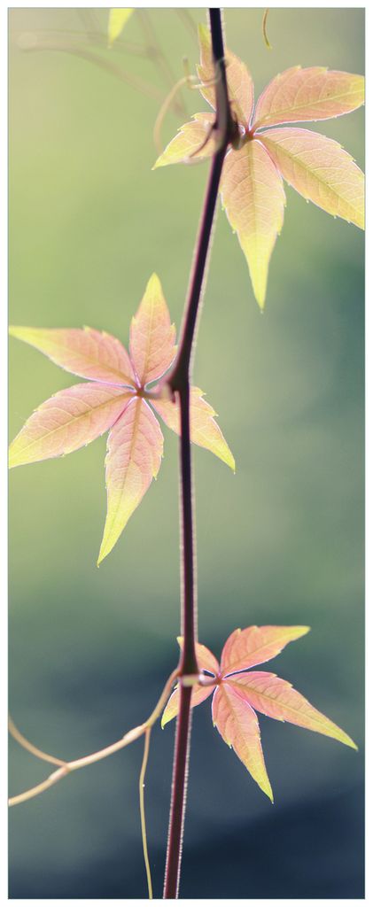 Wallario Premium Glasbild, freischwebende Optik, kräftige Farben, Größe 80 x 32 cm Motiv Herbstblume