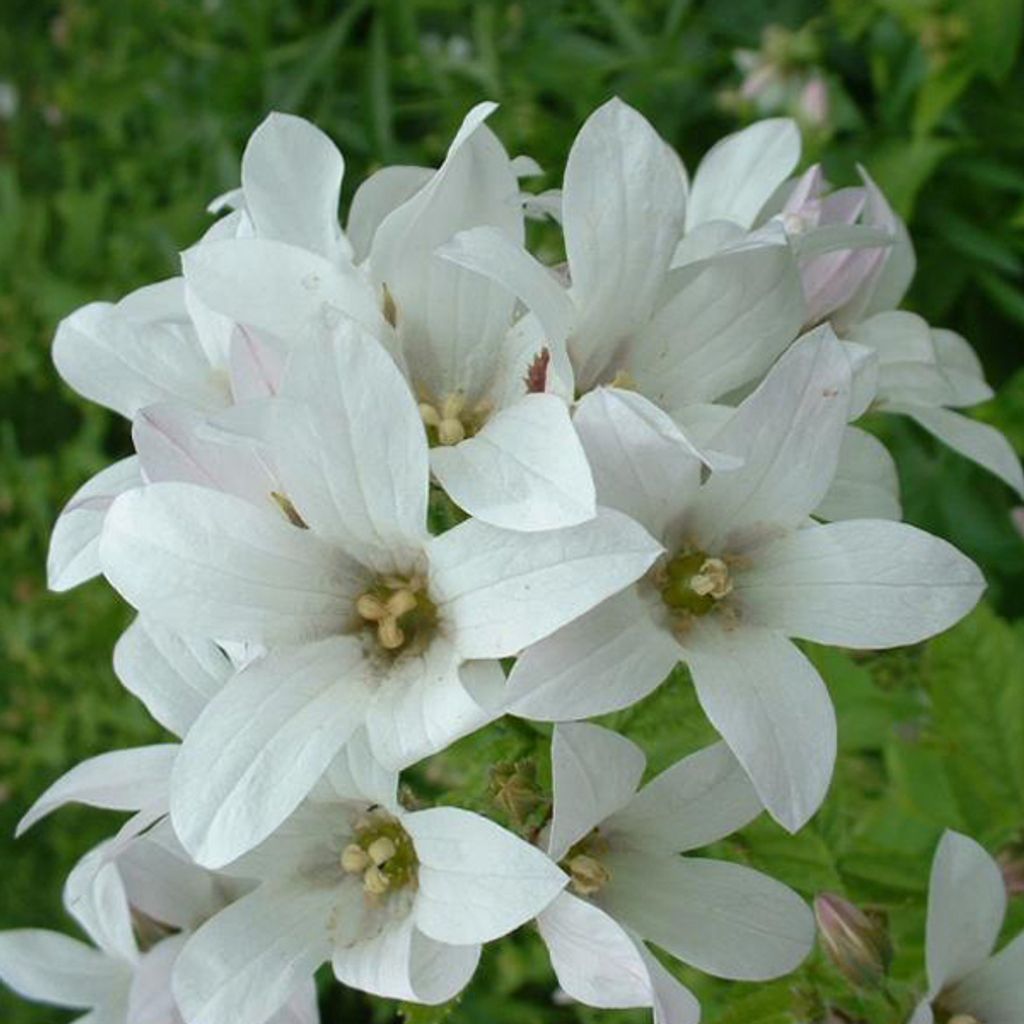 6 x Wald Glockenblume - Campanula latifolia 'Alba' | Topf 9cm x 9cm
