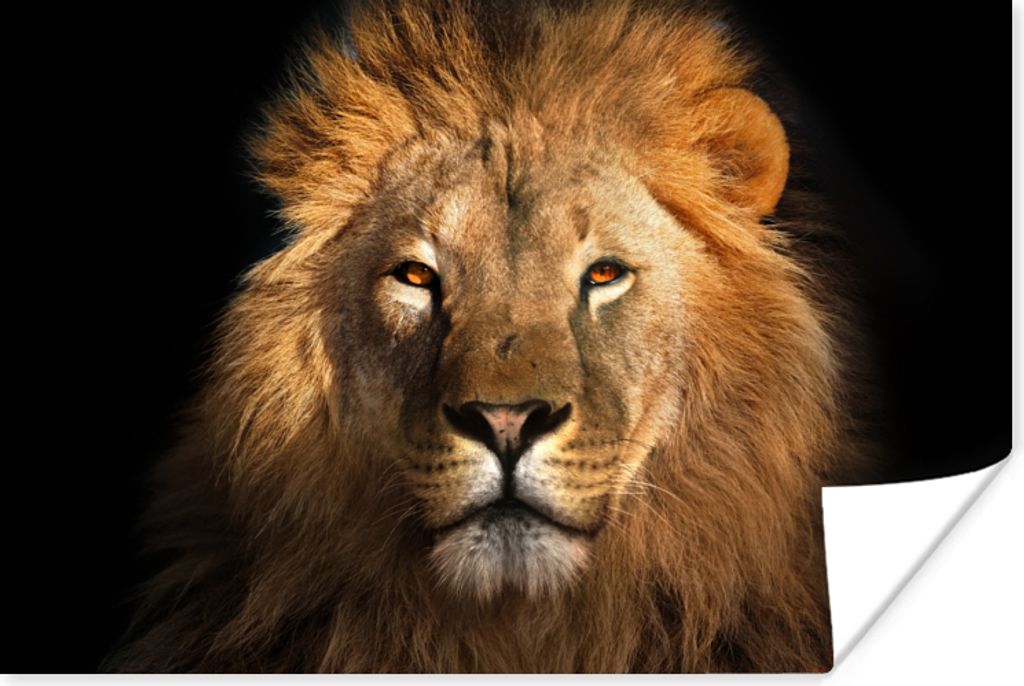MuchoWow Poster Löwe - Tiere - Schwarz - Hell - Braun - Porträt 180x120 cm - Fotoplakat