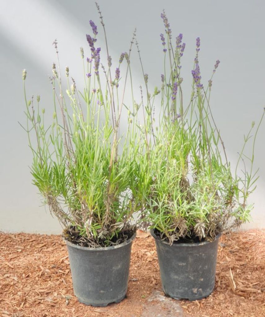 Lavandula angustifolia 'Hidcote Blue', Lavendel, blau, ca. 9x9 cm Topf
