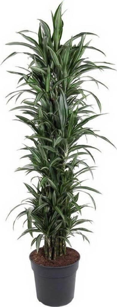 Drachenbaum Dracaena Ulises verzweigt 21 cm Topf 80 cm Höhe