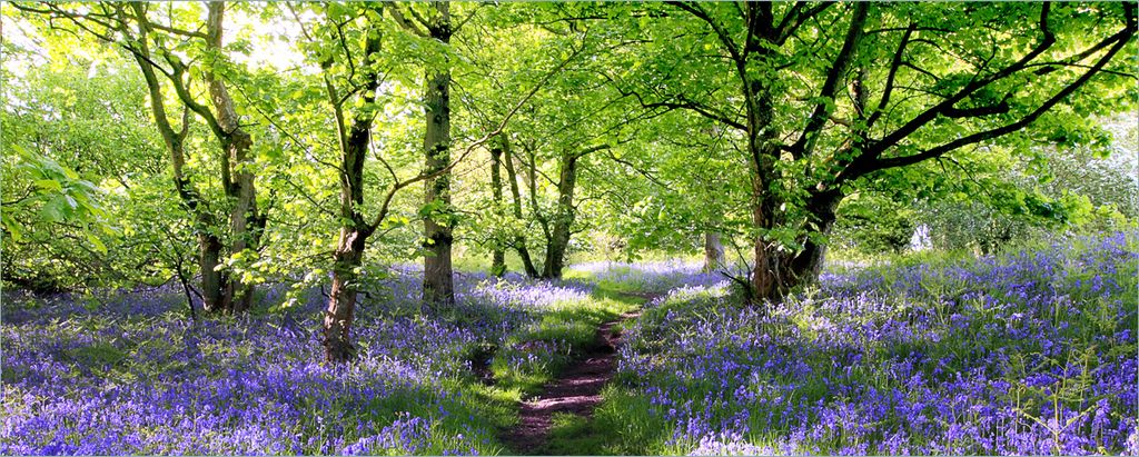 Wallario Poster - Blaues Hasenglöckchen im Wald, Kunstdruck Größe: 50 x 125 cm