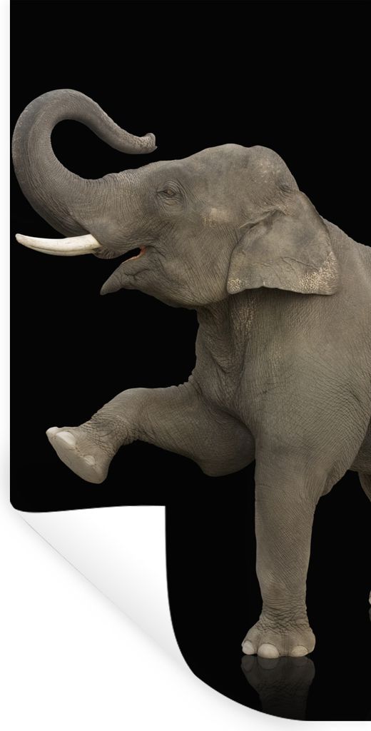 MuchoWow Wandtattoo Wandsticker Wandaufkleber Elefant - Tiere - Schwarz - Porträt 60x120 cm Selbstklebend und Repositionierbar - Selbstklebend -...