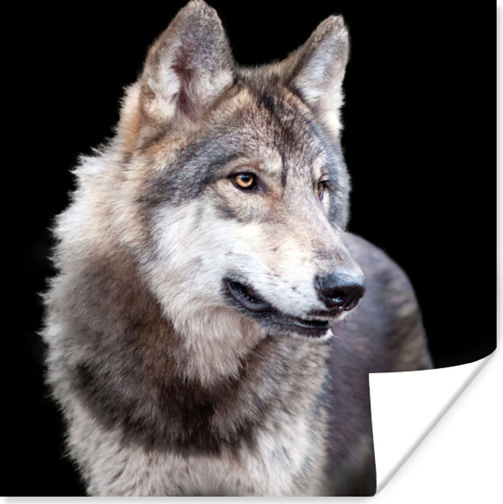 MuchoWow Poster Grauer Wildwolf 75x75 cm - Wand Dekoration