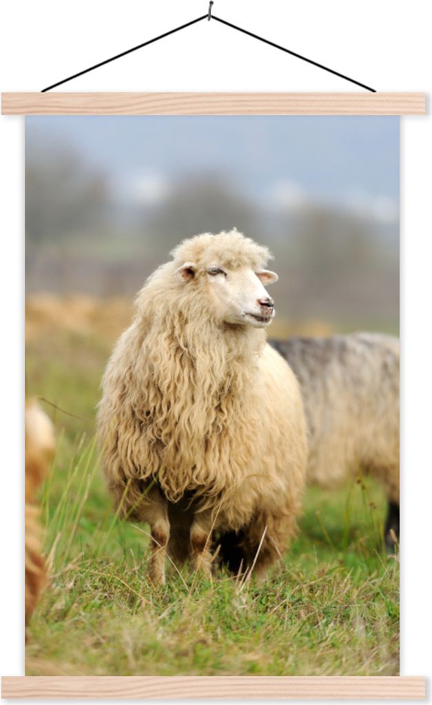 MuchoWow Textilposter Schafe - Wolle - Gras 120x180 cm mit holzfarbenen Rahmen - Textil-Plakat