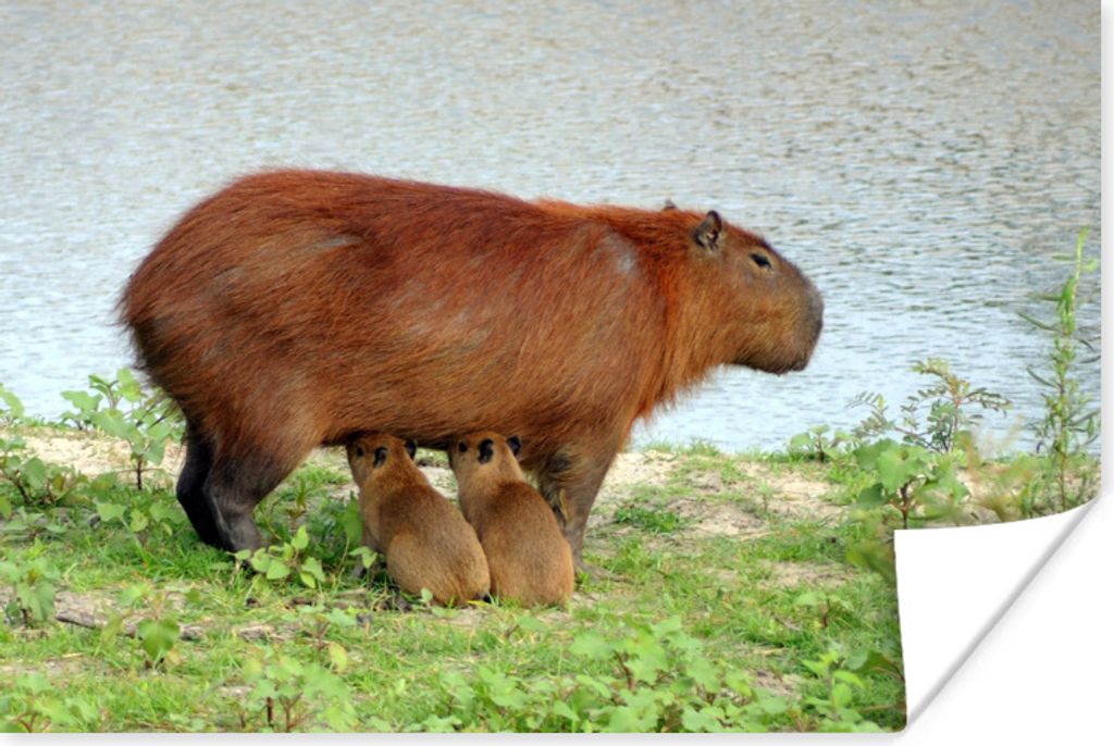MuchoWow Poster Ein Wasserschwein mit zwei Jungtieren in der Nähe des Wassers 180x120 cm - Fotoplakat