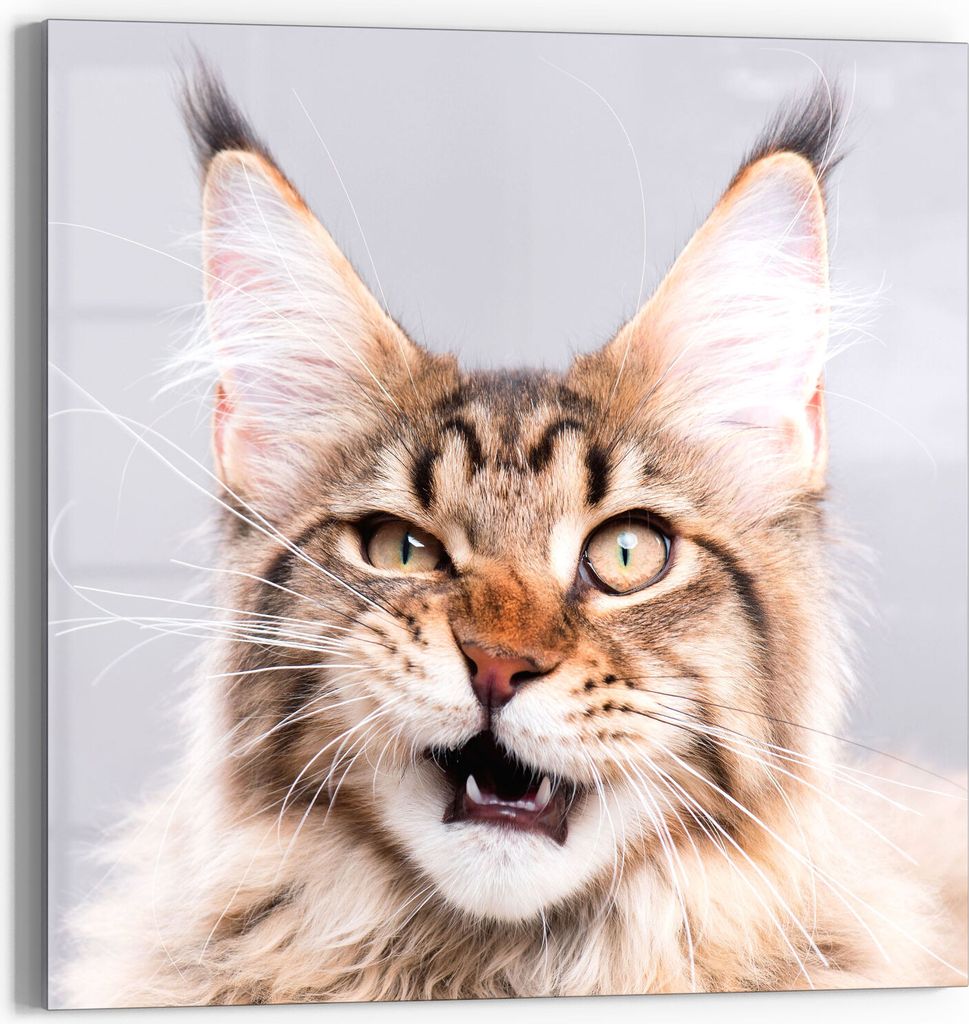 DEQORI Glasbild Acryl 50x50 cm 'Maine Coon Katze faucht' Wandbild Bild modern Deko