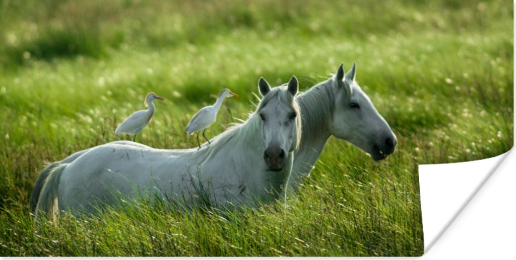 MuchoWow Poster Pferde - Vogel - Gras 160x80 cm - Foto Poster