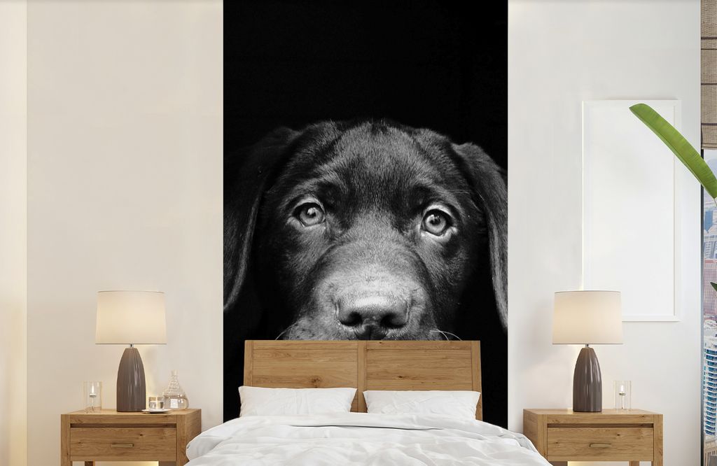 MuchoWow Fototapete für Wohnzimmer oder Schlafzimmer Wandtapete Vinyl Motivtapete Nahaufnahme Labrador Welpe vor schwarzem Hintergrund in schwar...