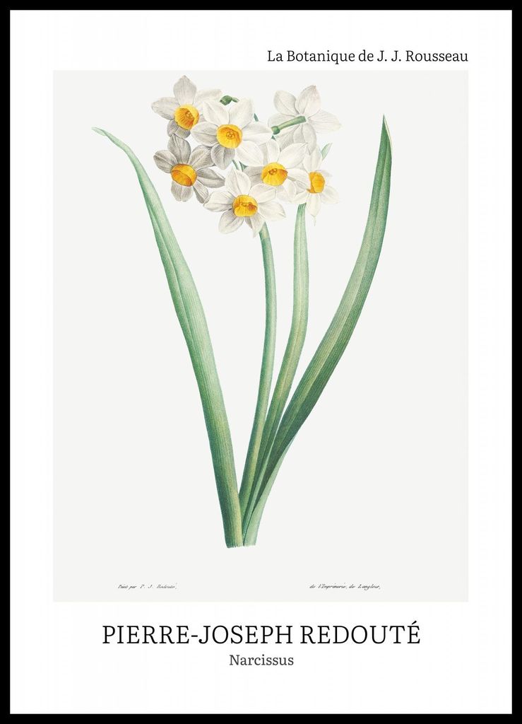 Plakat 50x70cm Design Narcissus, Redoute Vintage für das Wohnzimmer