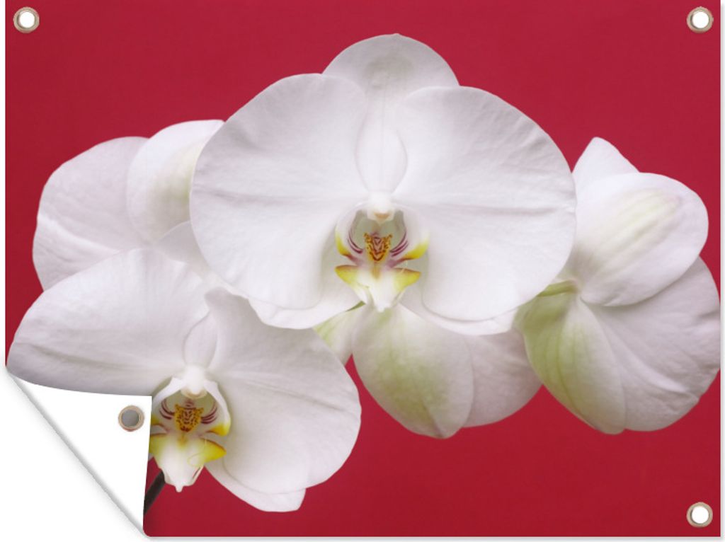 MuchoWow 120x90 cm Outdoor-Poster Gartendeko Sichtschutz Garten Poster für den Garten Weiße Orchidee auf Rot