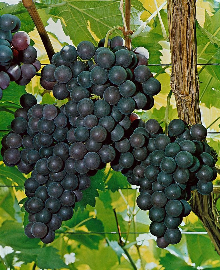 Vitis vinifera 'Kyoho', Weinrebe, große Trauben, 80–100 cm Produktbild 