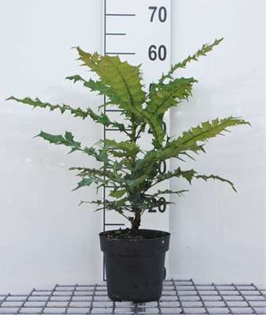 Mahonia x media 'Charity' - Mahoń 60-80 cm - Pojemnik Zdjęcie produktu 