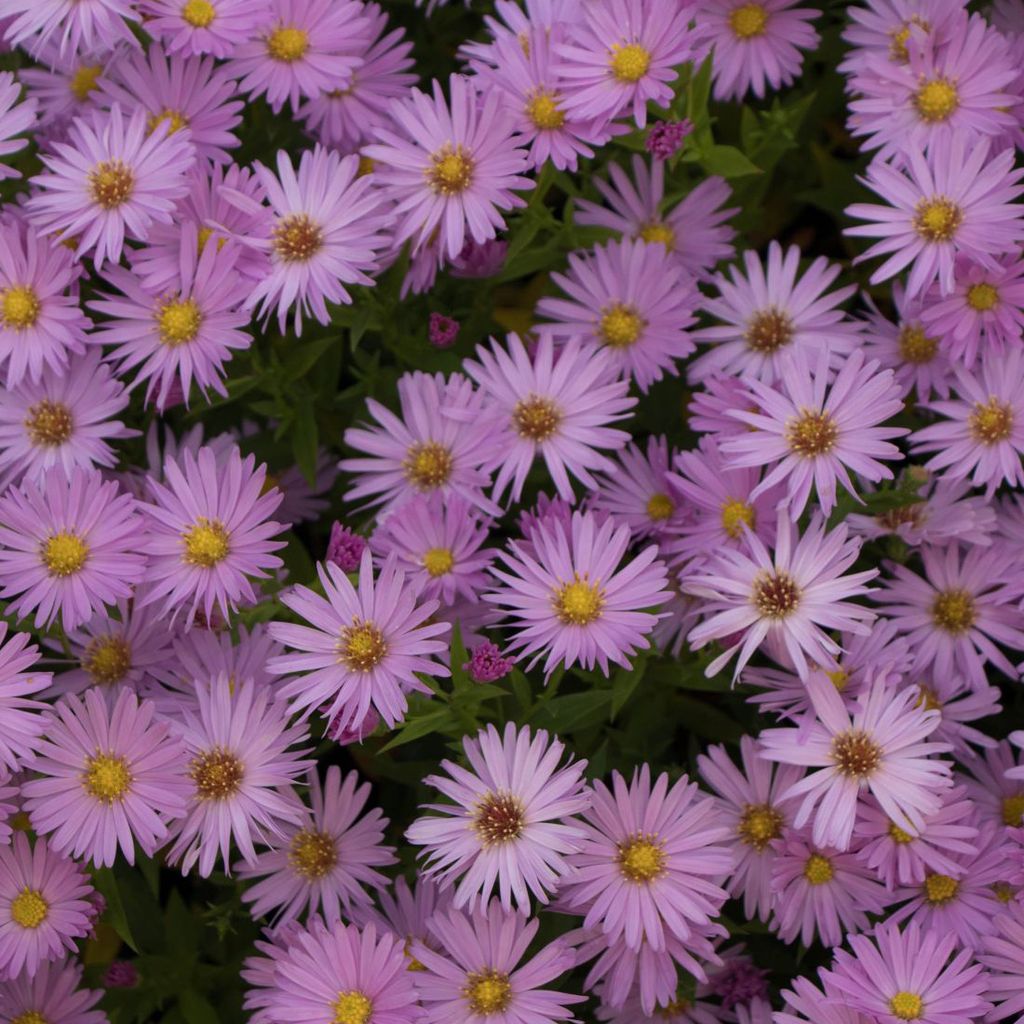 6 x Kissen Aster - Aster dumosus 'Herbstgruss Von Bresserhof' | Topf 9cm x 9cm