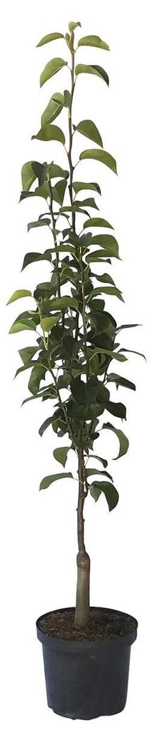 Nashisäulenbaum Nijseiki, Asienbirne Apfelbirne tolle Nashi Produktbild 