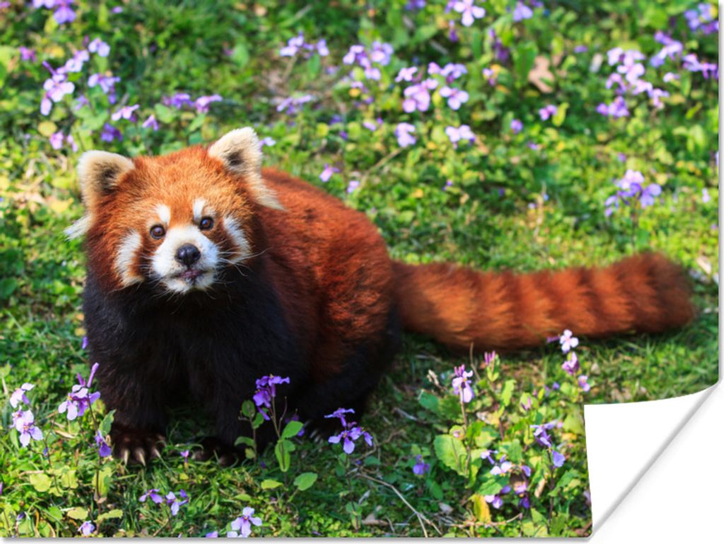 MuchoWow Poster Roter Panda - Blumen - Lila 120x90 cm - Wandbild