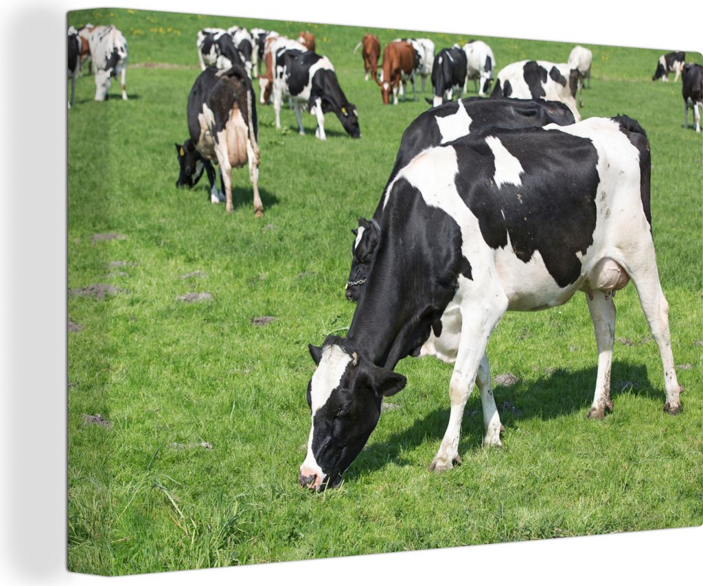 OneMillionCanvasses - Leinwandbilder - 140x90 cm, Kuh - Tiere - Gras - Sonne, Wandbilder Kunstdruck Wanddekoration - Foto auf Leinwand - Gemälde...