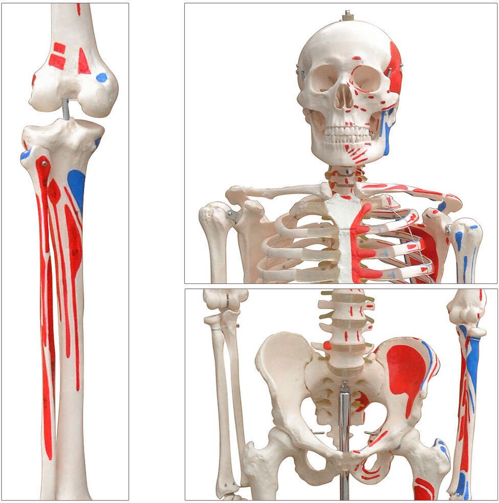 Anatomie Modell Skelett Knochen Körper Mensch Muskeln Produktbild 2