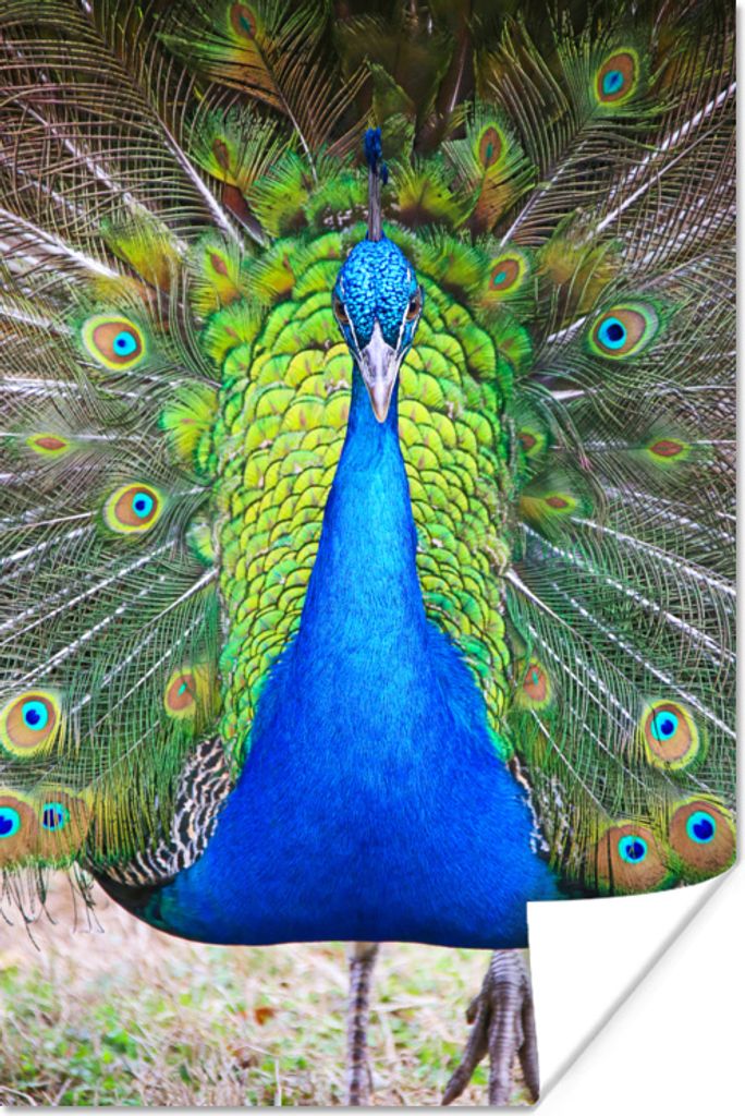 MuchoWow Poster Pfau - Blau - Grün 40x60 cm - Plakate für die Wand - Poster Babyzimmer