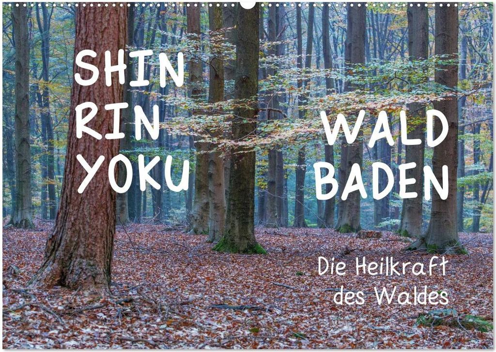 Shinrin yoku - Waldbaden 2026 (Wandkalender 2026 DIN A2 quer), CALVENDO Monatskalender