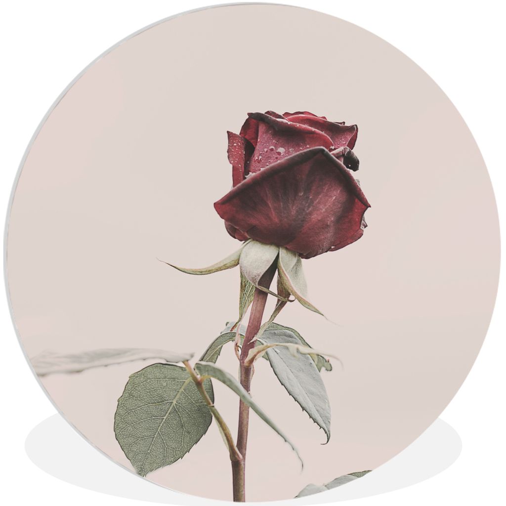 MuchoWow Rundes Wandbild - Runde Bilder Blumen - Rot - Rosen - Grün Ø 60 cm Kreis Wanddekoration Kunststoff - Wandkreis - Wandschmuck - Wand Kr...