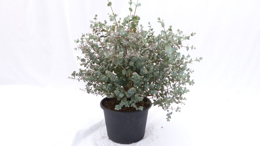 4 Stück Eucalyptus Gunni Gunnii Busch Kugel Eukalyptusbaum, Produktbild 