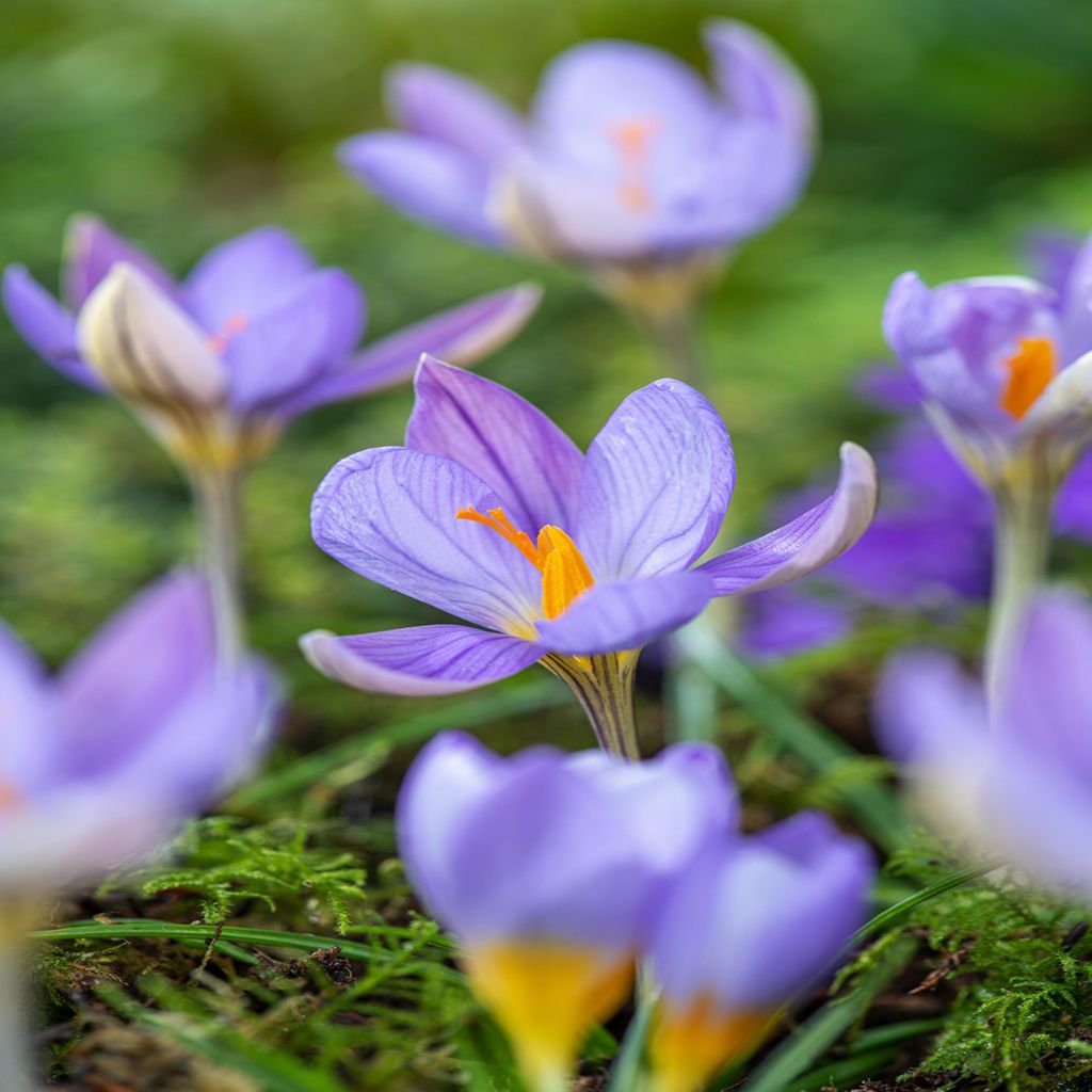 Bulbes de fleurs Bulbes de fleurs Crocus Crocus d'automne Image du produit 