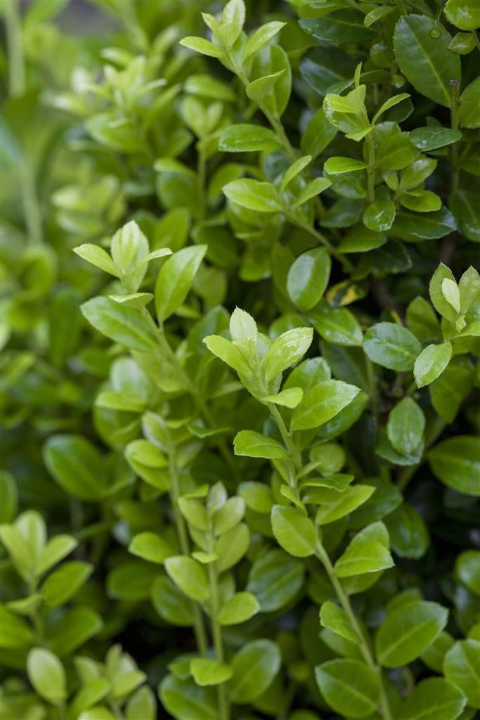Ilex crenata 'Golden Rock', Japanische Stechpalme, goldgelb, 60–80 cm