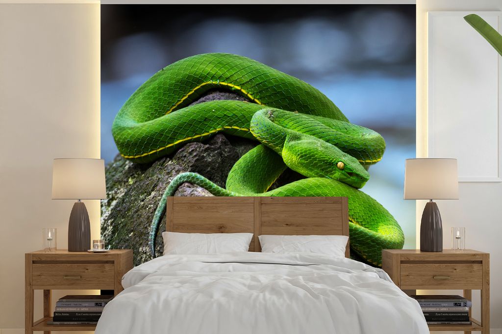 MuchoWow Fototapete für Wohnzimmer oder Schlafzimmer Wandtapete Vinyl Motivtapete Grüne Schlange auf Stein - 350x350 cm - Schlafzimmertapete