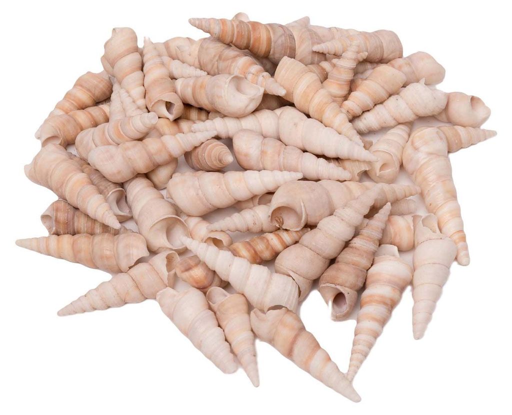 Colores - Conchas Turritella, 550g Imagen del producto 