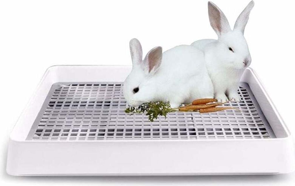 Two white rabbits are eating carrots and greens on a white litter tray with a grid.