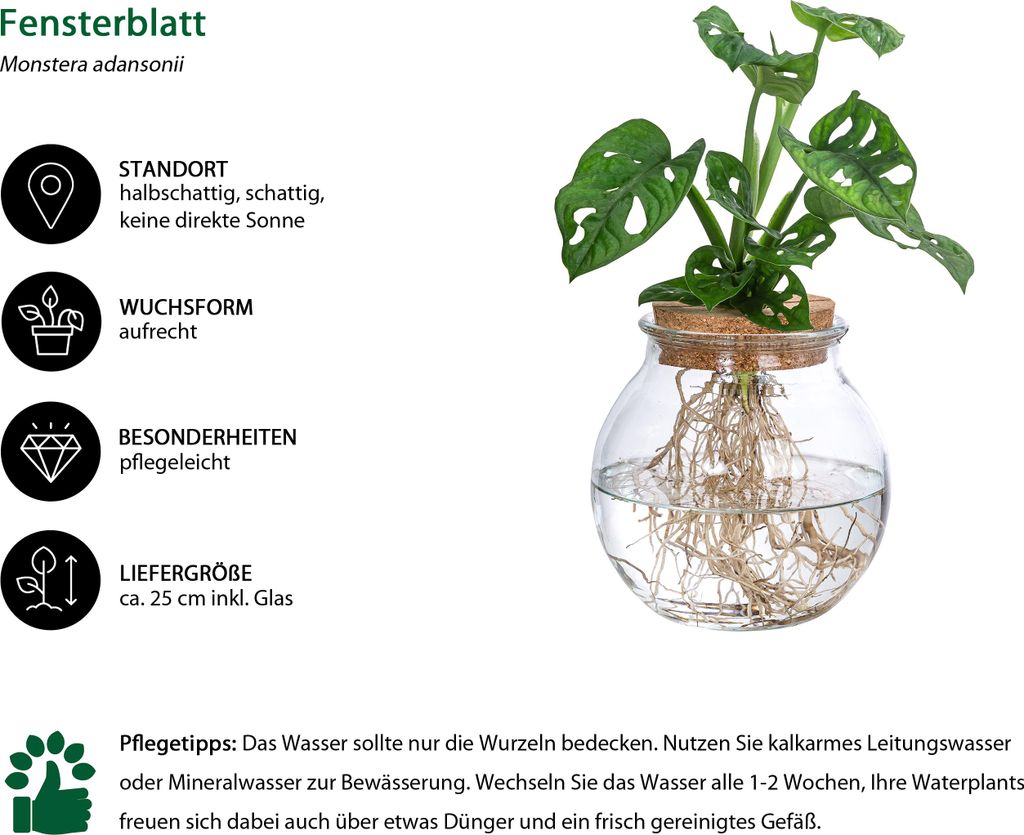 Dehner Waterplant Fensterblatt, Monstera adansonii,