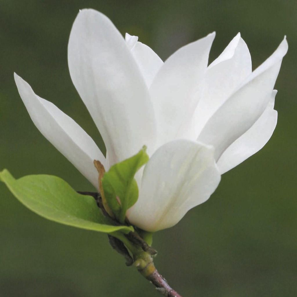 Magnolia Alba Superba 2L Zdjęcie produktu 