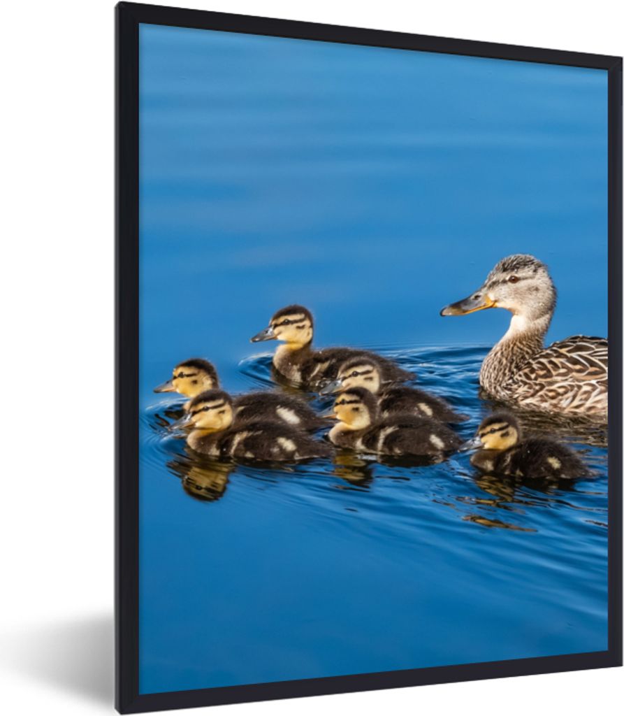 MuchoWow Gerahmtes Poster Ente - Wasser - Vogel - Braun 30x40 cm - Poster mit Schwarzem Bilderrahmen Wandposter Rahmen Foto Bilder - Wanddeko - K...