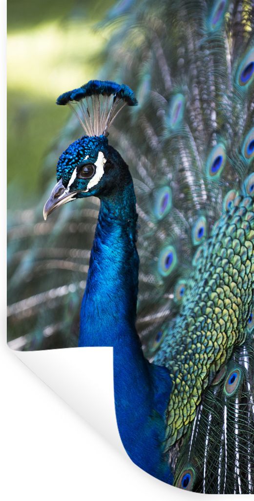 MuchoWow Wandtattoo Wandsticker Wandaufkleber Pfau - Vögel - Blau 40x80 cm Selbstklebend und Repositionierbar - Repositionierbar - Wasser abweisend