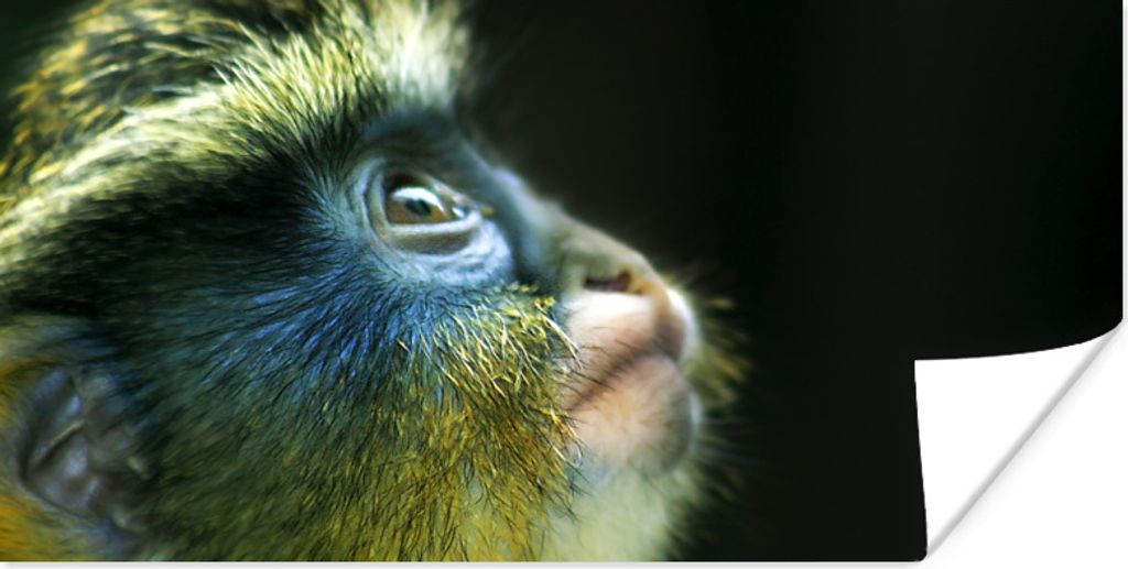 MuchoWow Poster Affe - Fell - Schwarz 150x75 cm - ohne Rahmen