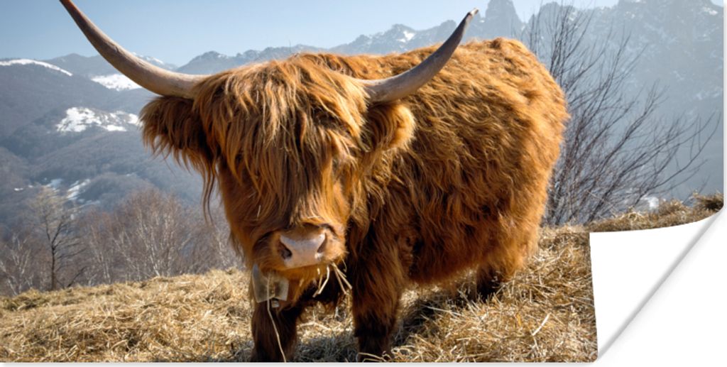 MuchoWow Poster Schottischer Highlander - Berg - Schnee 40x20 cm - Poster für die Wand - Poster Schlafzimmer