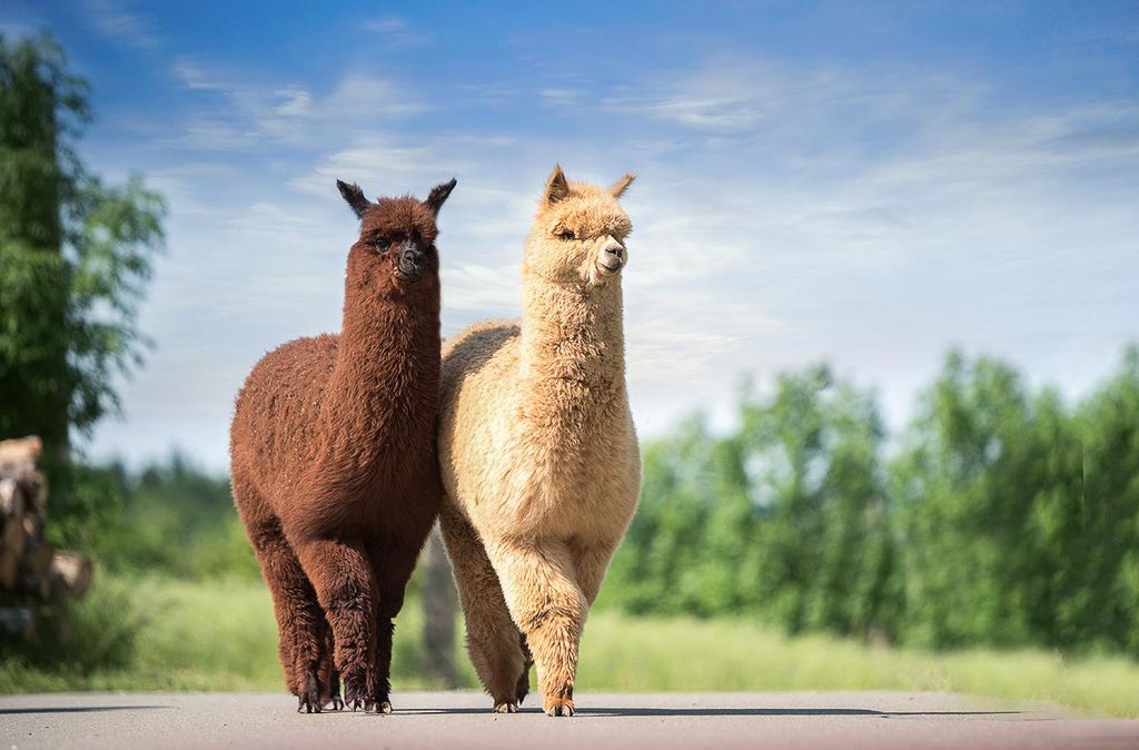 mydays Alpaka Wanderung Plauen; Erlebnis verschenken oder selbst erleben; Gutschein für 1 Person(en)