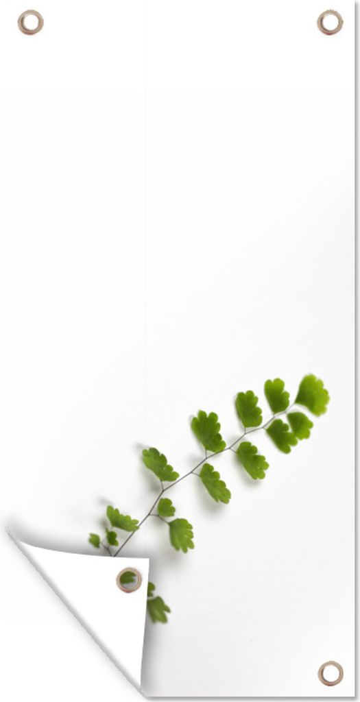 MuchoWow 80x160 cm Outdoor-Poster Gartendeko Sichtschutz Garten Poster für den Garten Blatt eines Farns vor weißem Hintergrund