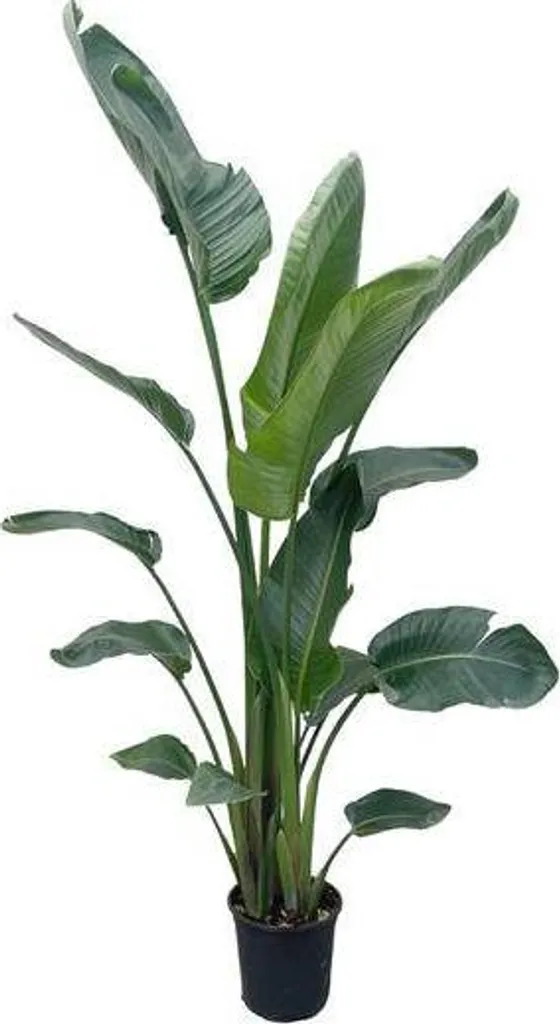 Strelitzia Nicolai plante d'intérieur robuste pour décorer un coin