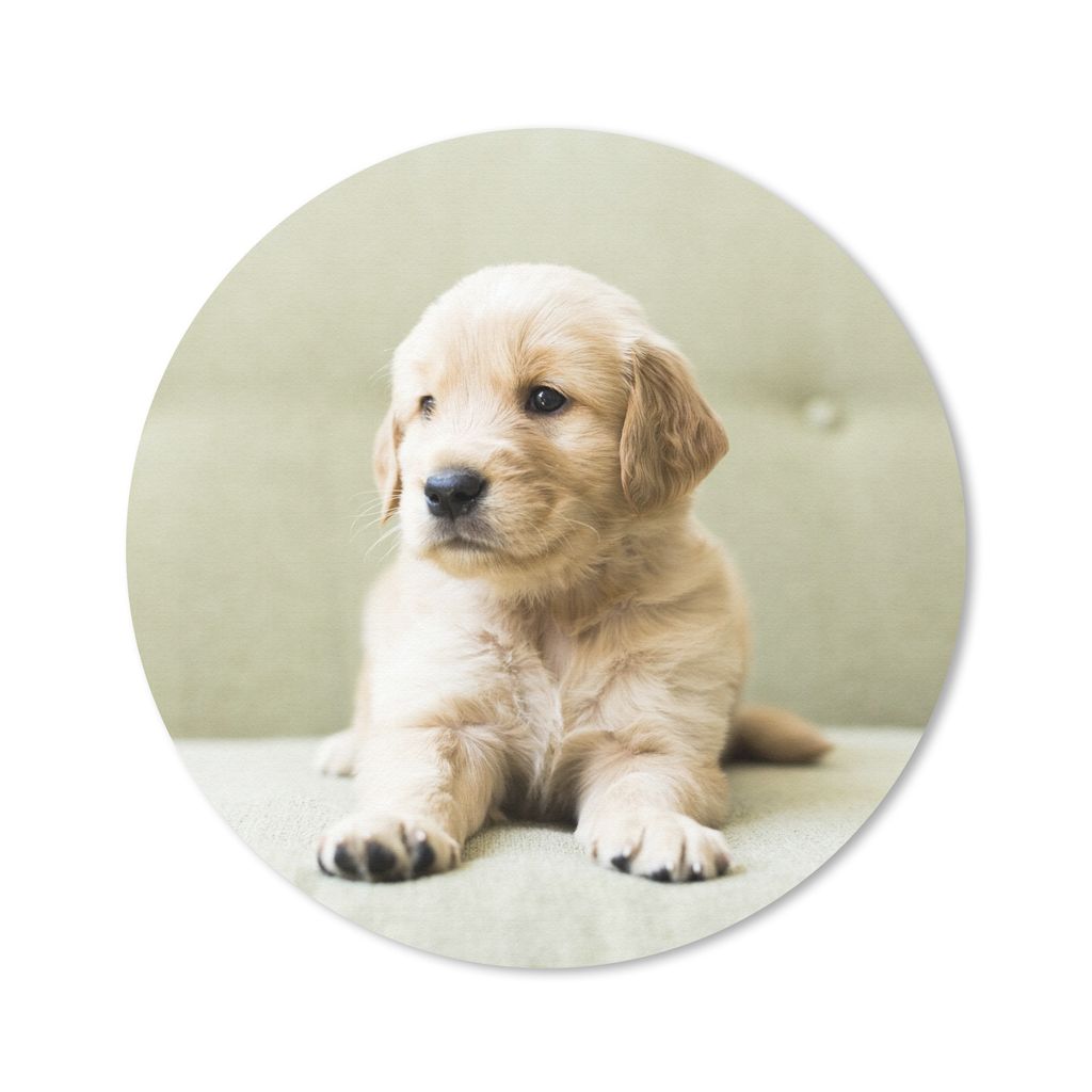 MuchoWow Mauspad Mousepad Golden Retriever Welpe auf dem Sofa liegend 20x20 cm - Mousepads - Maus Mat - Pad - Mausunterlage - Schreibtischmatte