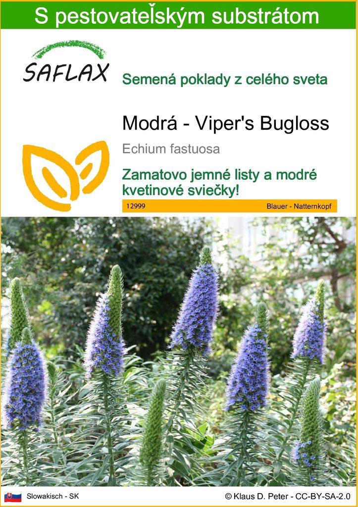 SAFLAX - Modrá - Viper's Bugloss - Echium fastuosa - 100 Obrázok produktu 
