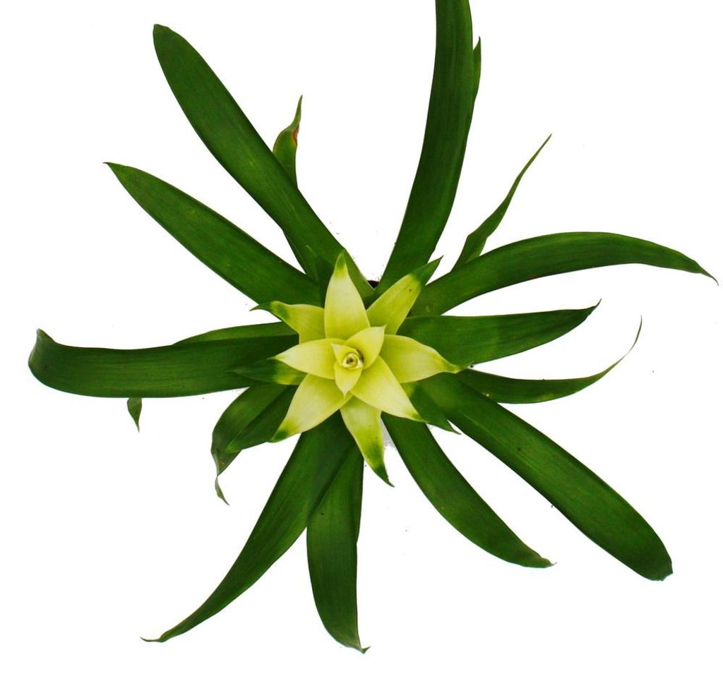 Mini-Guzmanien-Trio - Set mit 3 bunten Bromelien in 3